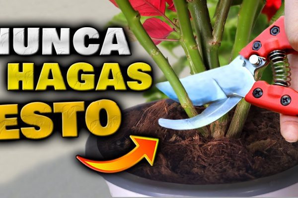 Descubre el Paraíso del Jardín: Plantas, Flores y Consejos de Jardinería para una Experiencia Relajante