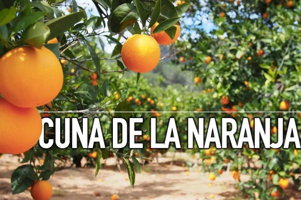 Todo lo que debes saber sobre las matronas en Carcaixent: servicios, beneficios y cuándo acudir a ellas