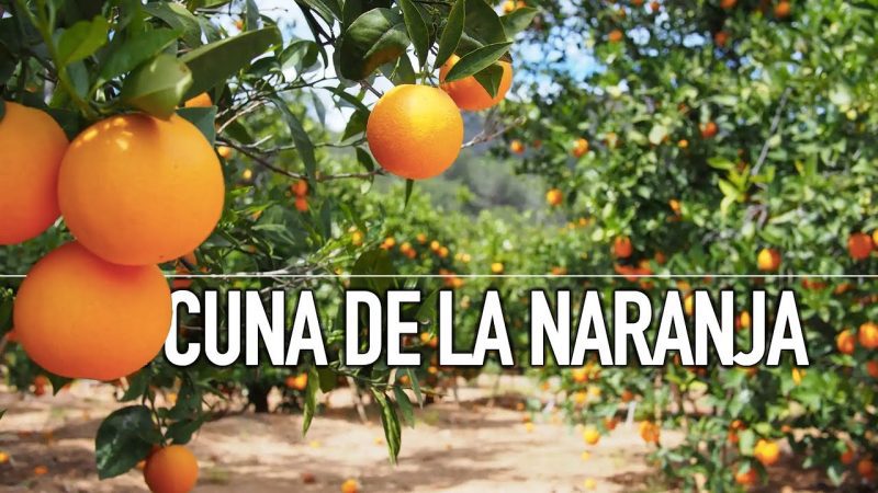Matronas-en-Carcaixent - Sonajero.es
