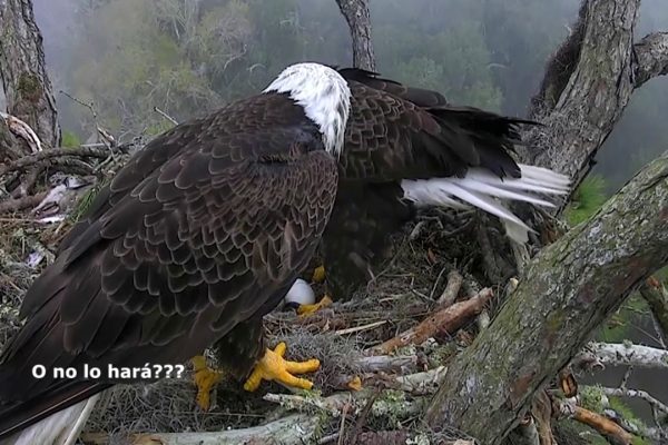 Encuentra el mejor cuidado pediátrico en Águilas: ¿Cómo elegir el pediatra adecuado para tu hijo?