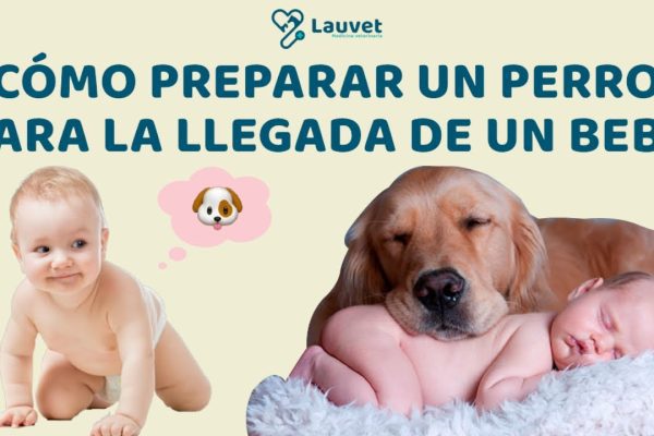 Cómo preparar a tu mascota para la llegada del bebé: Consejos esenciales