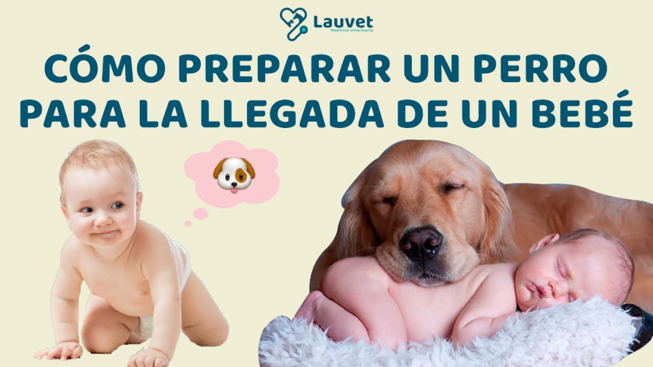 Como-preparar-a-tu-mascota-para-la-llegada-del-bebe-Consejos-esenciales - Sonajero.es