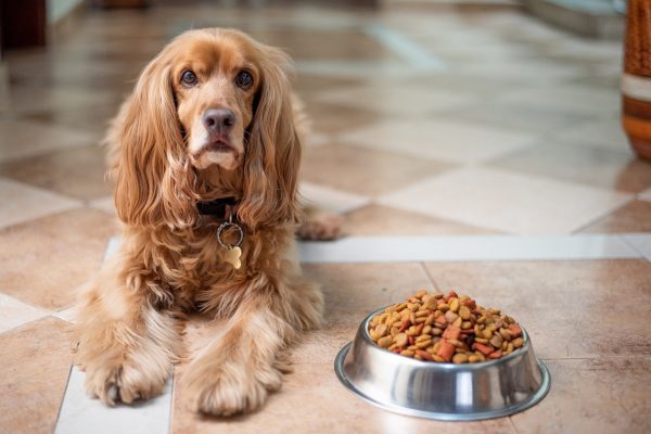 Alimentación Barf para perros y gatos