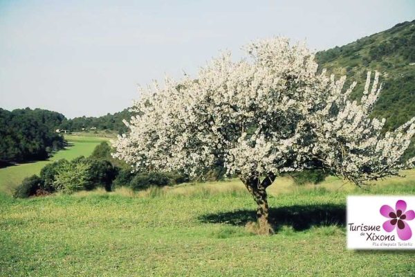 Descubre Jijona: Un Viaje a la Tradición y la Gastronomía