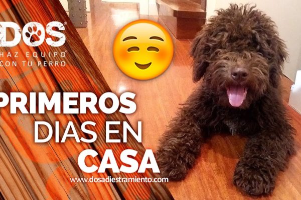 Adopción y transiciones: Preparando el hogar para la llegada del nuevo miembro