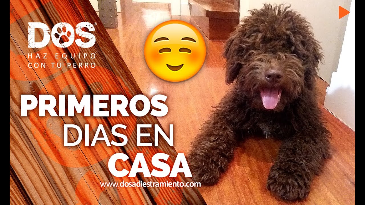 Adopcion-y-transiciones-Preparando-el-hogar-para-la-llegada-del-nuevo-miembro - Sonajero.es