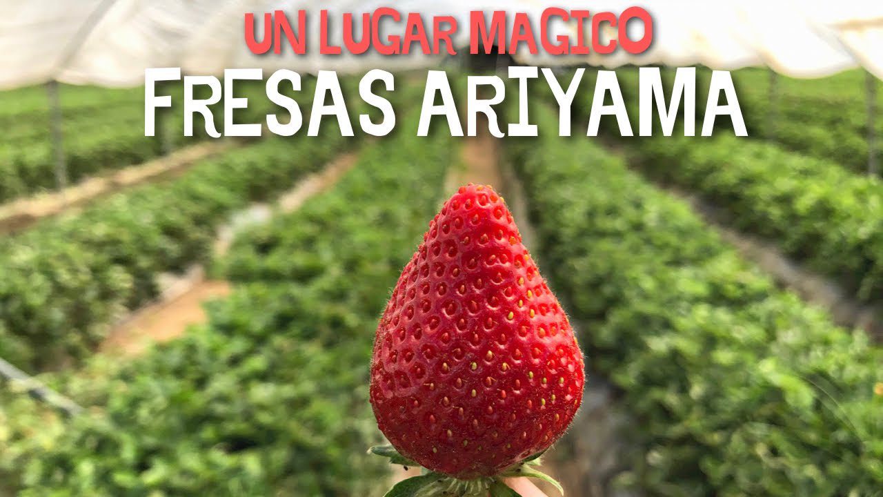 Conoce Constanzana