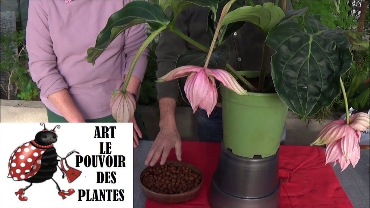 Conoce-Medinilla - Sonajero.es Conoce Medinilla