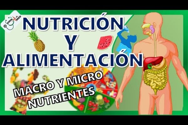 Cómo Mejorar la Salud en General con una Dieta Rica en Nutrientes: Guía Completa