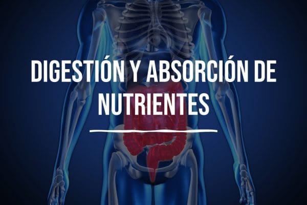 Alimentos que Favorecen una Buena Digestión y Absorción de Nutrientes: Mejora tu Salud Digestiva