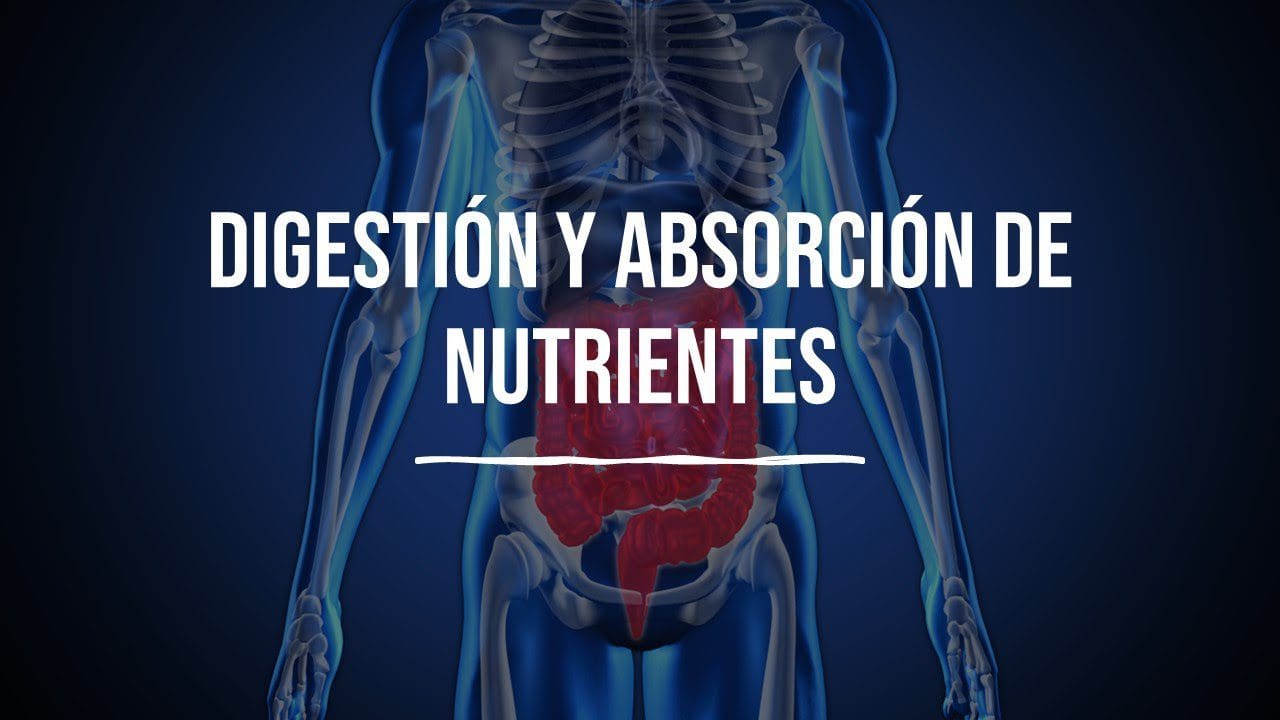 Alimentos que favorecen una buena digestión y absorción de nutrientes