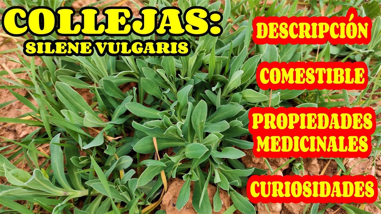 Conoce-Garlitos - Sonajero.es Conoce Garlitos